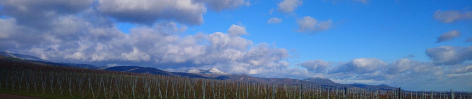 Tocht Stappen Kaysersberg-Vignoble - Boucle Kientzheim Nécropole de Sigolsheim  - Photo