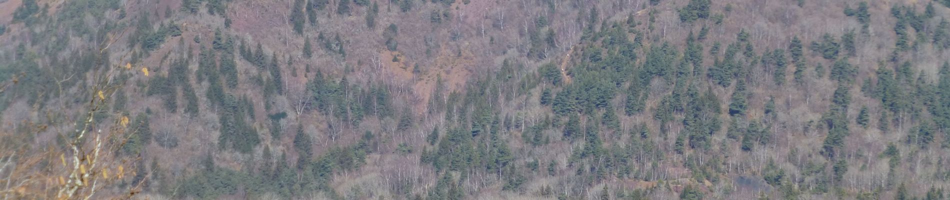 Percorso Marcia Aydat - puy de Vichatel - Photo