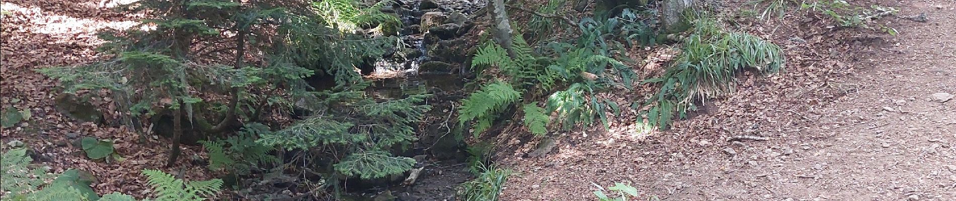 Tocht Stappen Chambon-sur-Lac - super bess - Photo