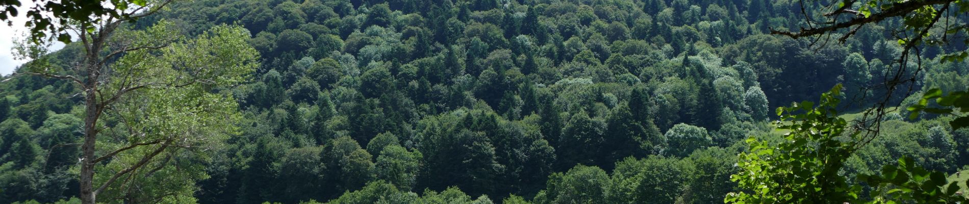 Punto di interesse La Bourboule - VUE SUR CHARLANNES - Photo