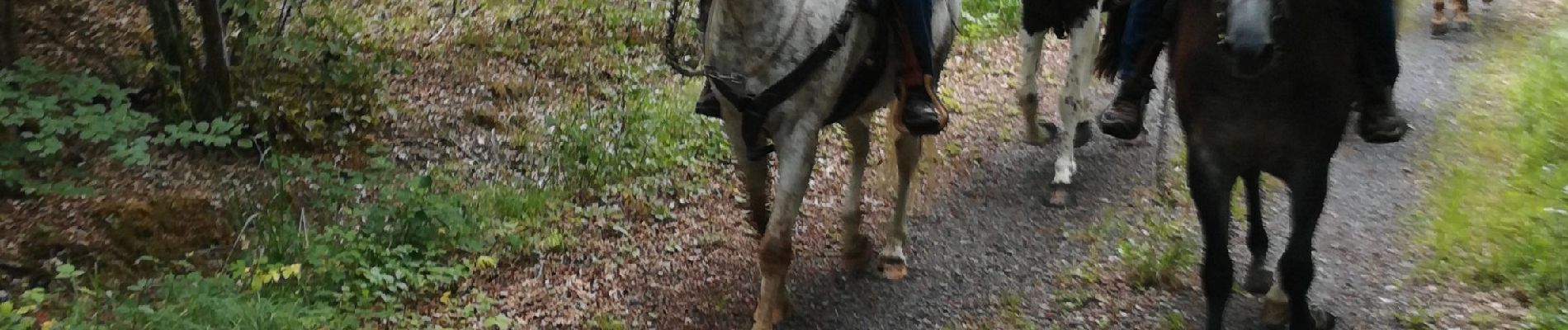 Trail Horseback riding Saint-Martin - rando equiplaine chez Tony et Jessica mais départ pour nous 2 de st Martin  - Photo