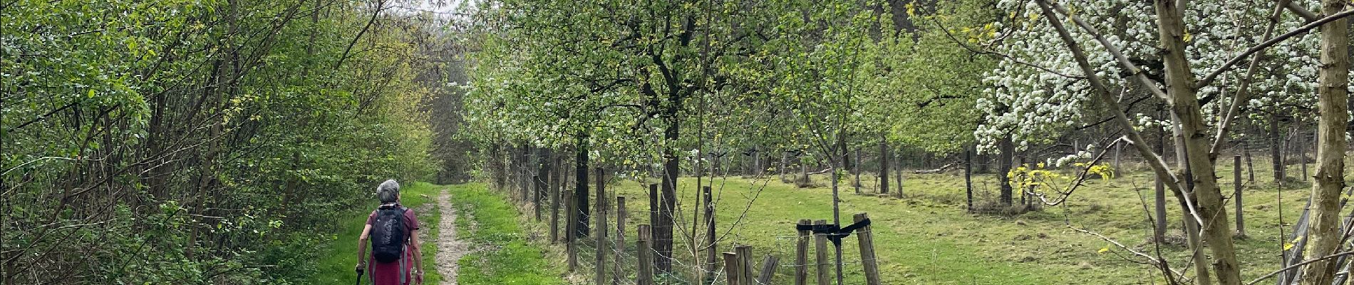 Tocht Stappen Lubbeek - Linden variante  - Photo