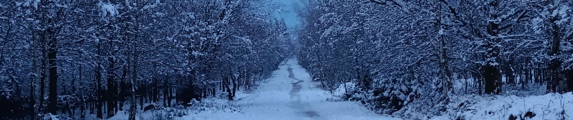 Trail Walking Spa - fagne de malchamp sous les premières neiges de 2025 - Photo