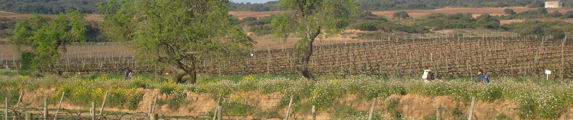 Tour Wandern Logroño - Camino Francés - Etp8 - Logroño - Nájera - Photo