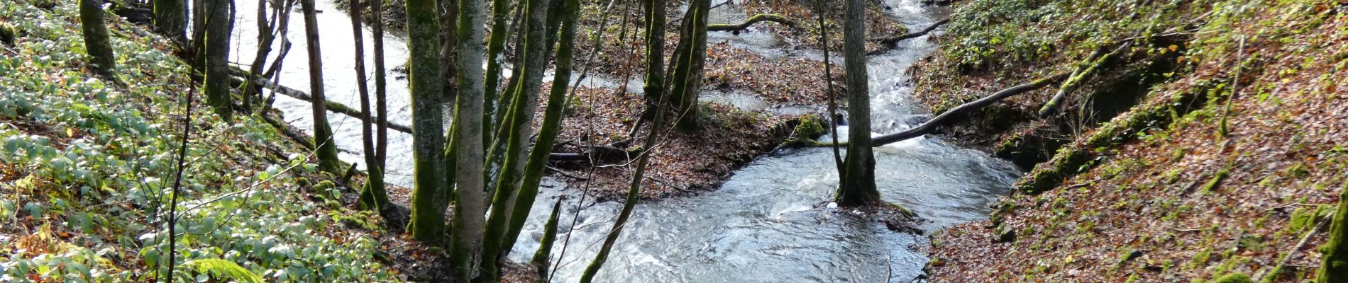 Tour Wandern Viroinval - La Promenade des Bornes - Olloy-sur-Viroin - Photo