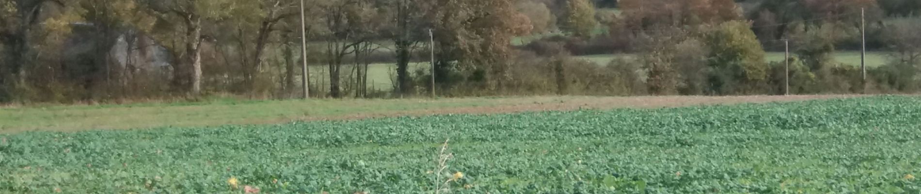 Tour Wandern Valençay - Valençay - La Foulquetière 19-11-23 - Photo