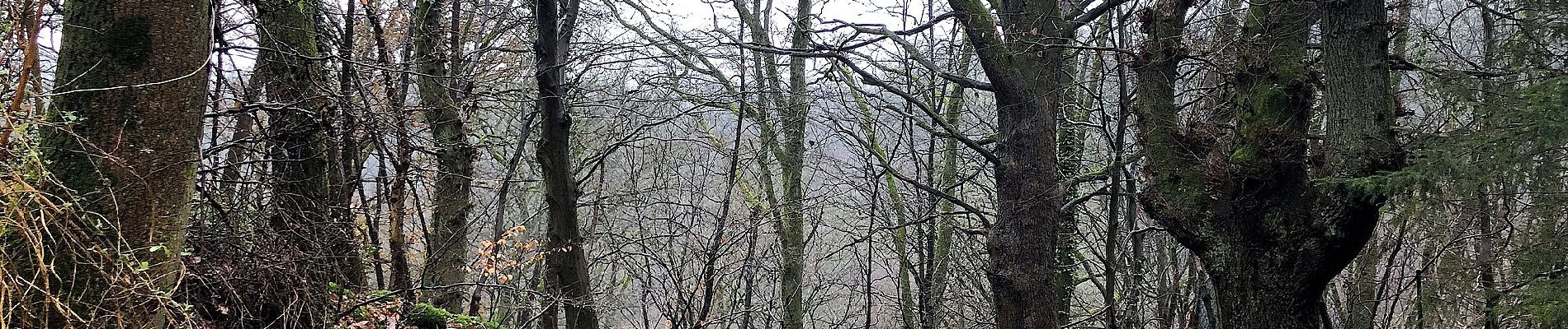 Tocht Te voet Onbekend - Güldenwerth Rundweg A1 - Photo