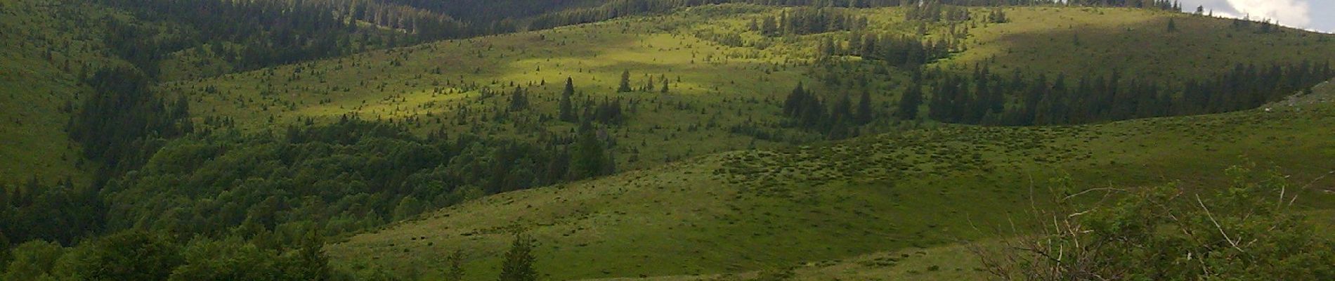 Tocht Te voet Onbekend - Baru - Valea Barușorului - DF Corbu - Refugiul Tulișa - Photo