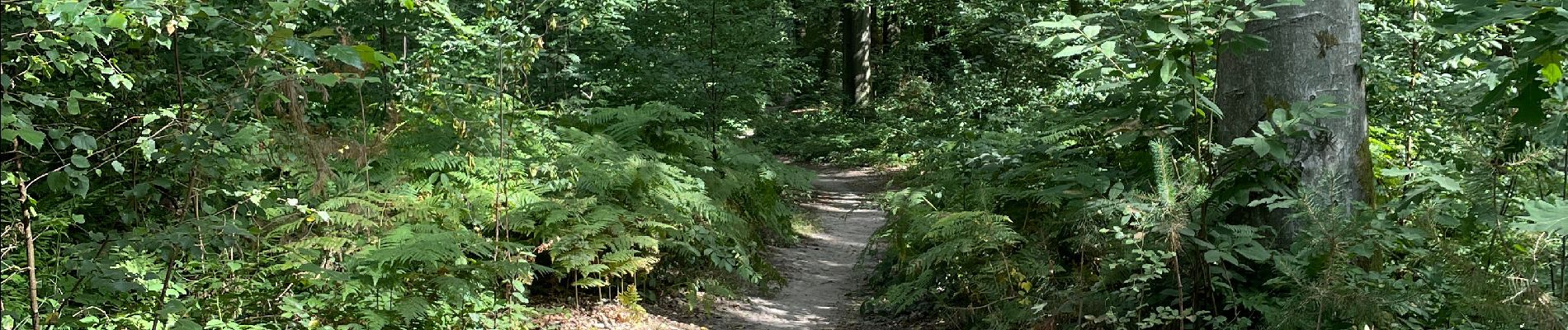 Excursión Senderismo Villers-la-Ville - BE-Villers-la-Ville - Sart-Dame-Avelines - Le Bois de Bérines - VLV 9 - Var - Photo