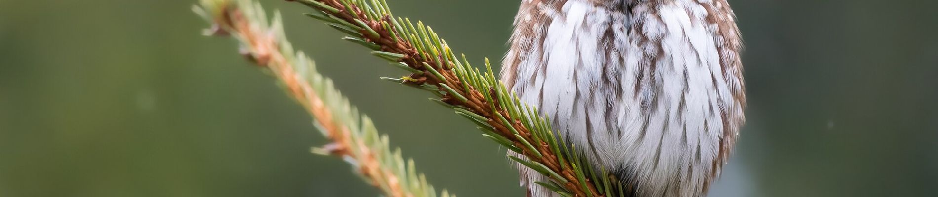 Tour Zu Fuß Rosenthal - [Z] Rožmitál pod Třemšínem - U Padrťských rybníků - Photo