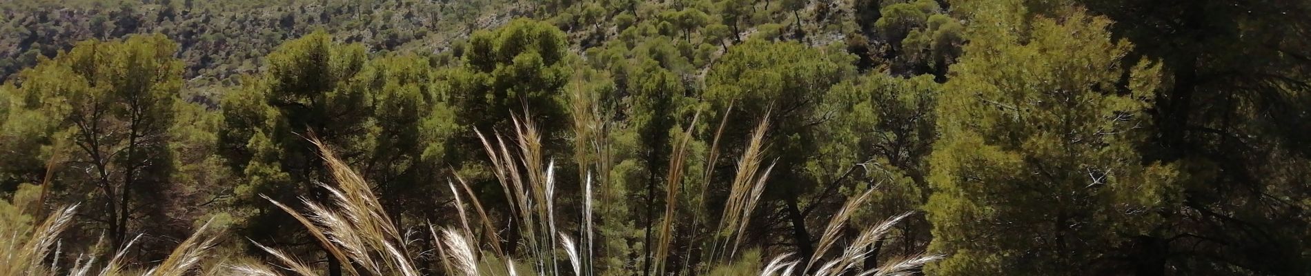 Percorso Marcia Los Guájares - Au dessus de Gujar Alto - Photo