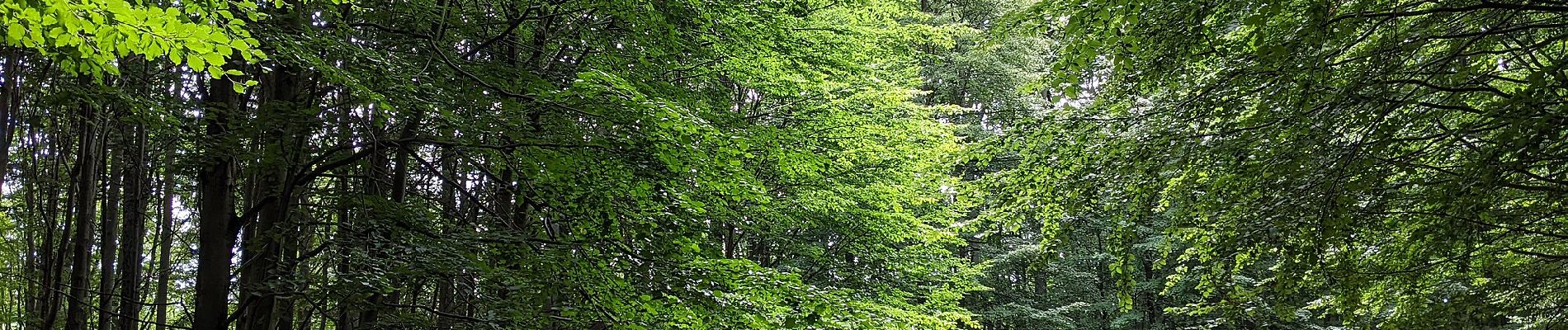 Randonnée A pied Hukvaldy - Naučná stezka Janáčkův chodníček - Photo