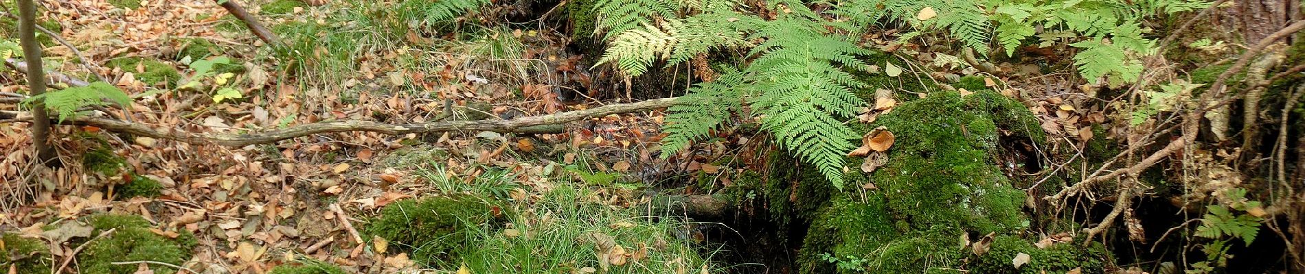 Tocht Te voet Neudrossenfeld - Verbindungsweg Weinreichgrab-Weinreichstein - Photo