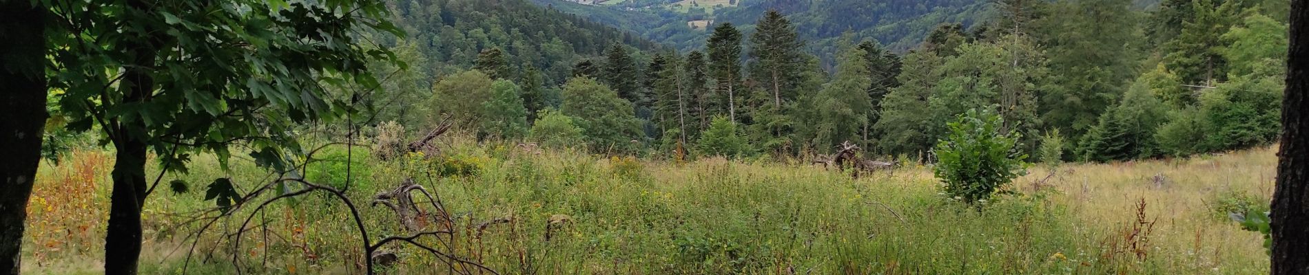 Tocht Stappen Bourbach-le-Haut - Buissonet  - Photo