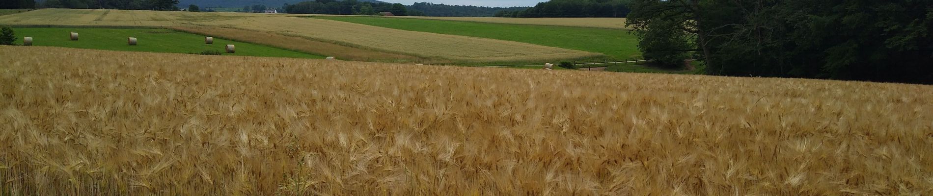 Randonnée Marche Les Voivres - étang L'allemand - Photo