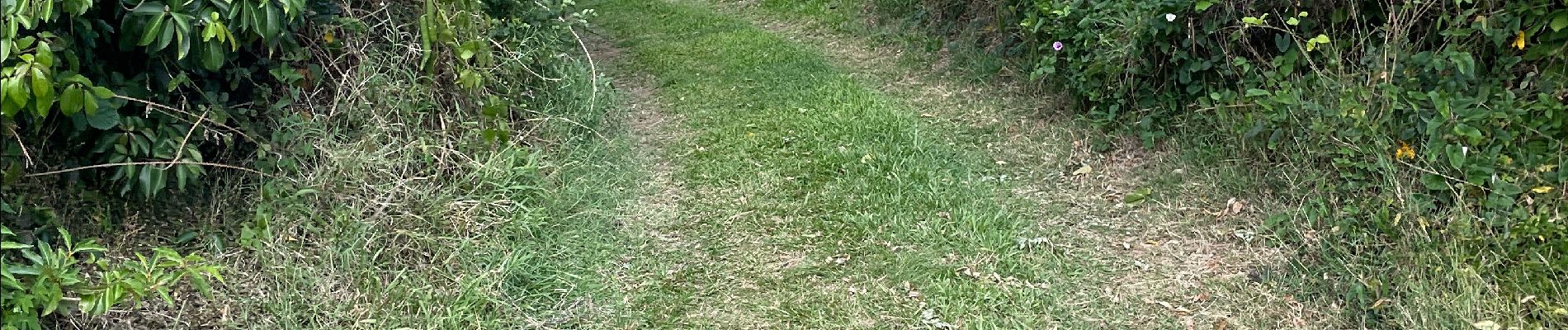 Tocht Noords wandelen Le Robert - Les boucles de pointe Banane -LE ROBERT - Photo