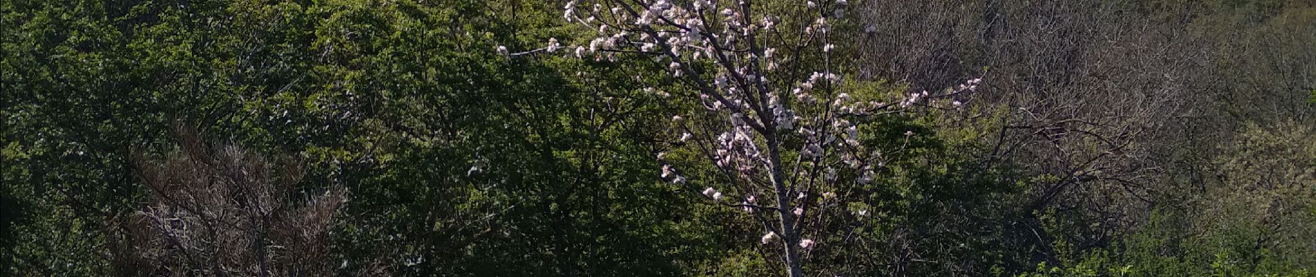 Point d'intérêt Loubeyrat - le printemps - Photo