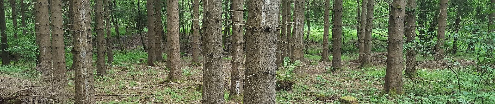 Excursión A pie Wilnsdorf - Auf Bergmannspfaden - Photo