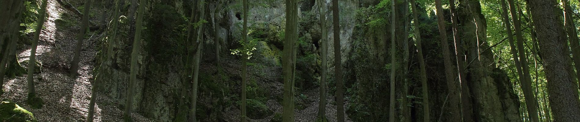 Tocht Te voet Illschwang - Illschwang Wanderweg 8 - Photo