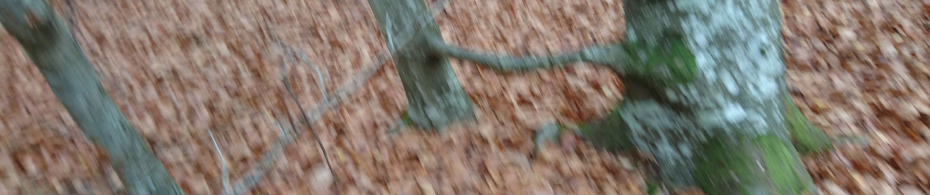 Tocht Stappen Fontainebleau - carrefour du coc 15 novembre 2022  - Photo