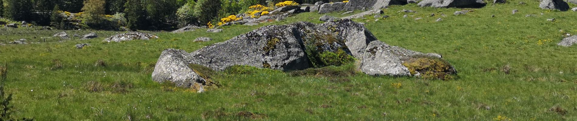 Trail Walking Saint-Laurent-de-Muret - la Blatte Aubrac  - Photo