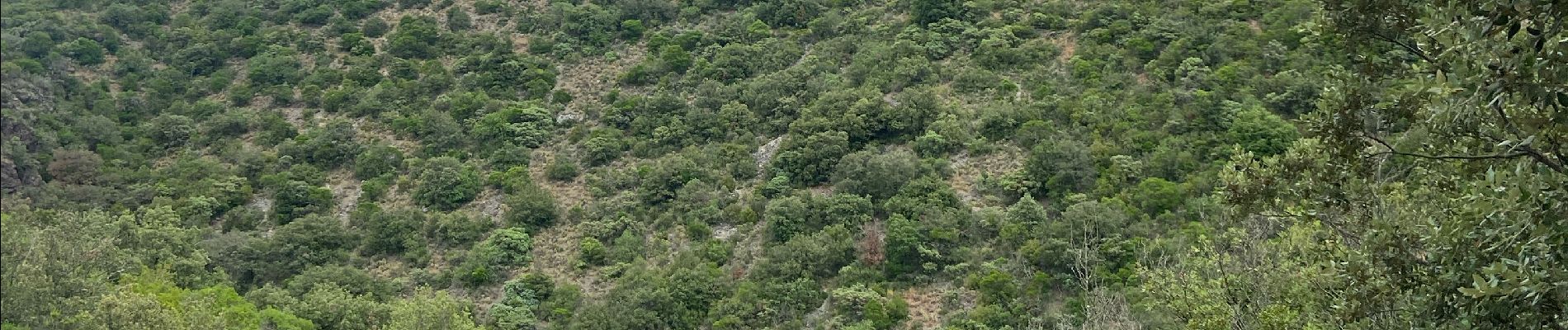 Tocht Stappen Minerve - Minerve - Photo