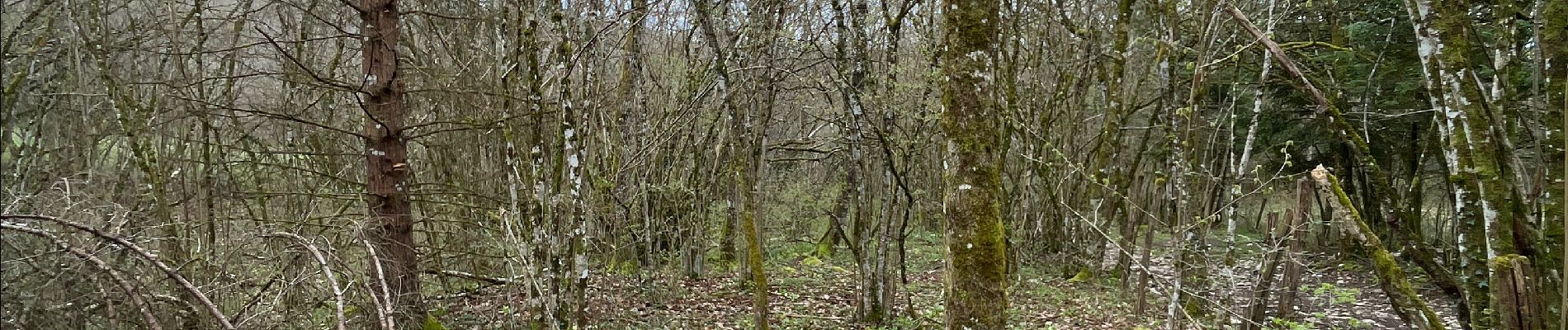 Tocht  Vesancy - Prospection morilles - Photo