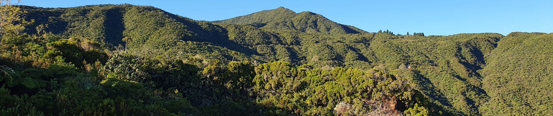 Tocht Stappen La Plaine-des-Palmistes - Gros Piton Rond - Photo