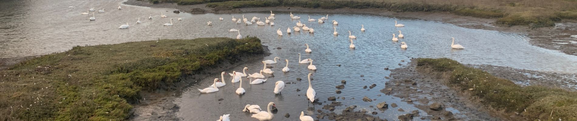 Tocht Stappen Sarzeau - Pointe de l’ours - Photo