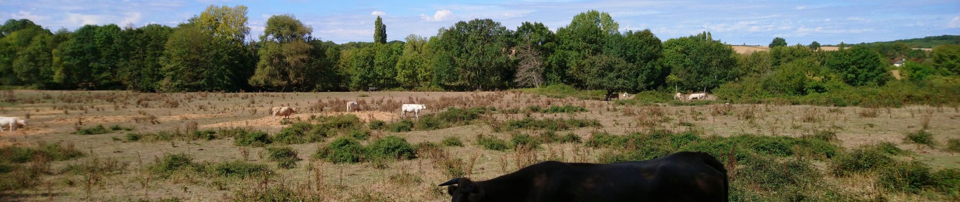 Tour Wandern Auzouer-en-Touraine - Auzouer-en-Touraine - Circuit Bec Sec variante - 18.4km 220m 4h10 (30mn) - 2022 09 06 - Photo