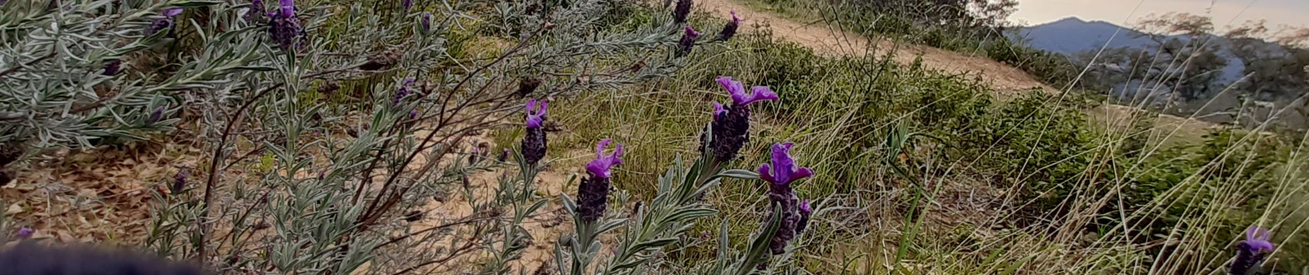 Trail Walking La Londe-les-Maures - gaoutabry - Photo