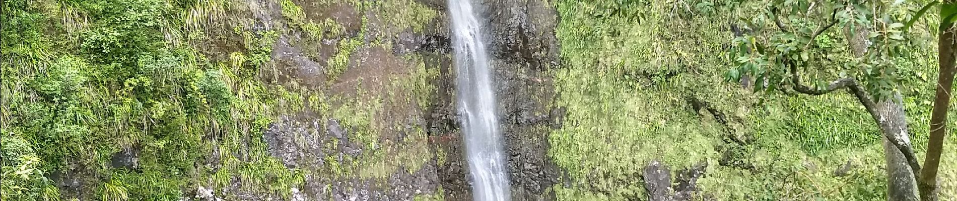 Trail Walking La Plaine-des-Palmistes - chemin patience cascade biberon - Photo