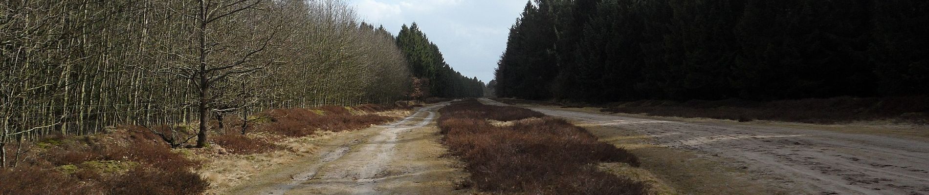 Randonnée A pied Kropp - Wanderroute 14: Ochsenweg - Sorgwohlder Binnendünen - Photo