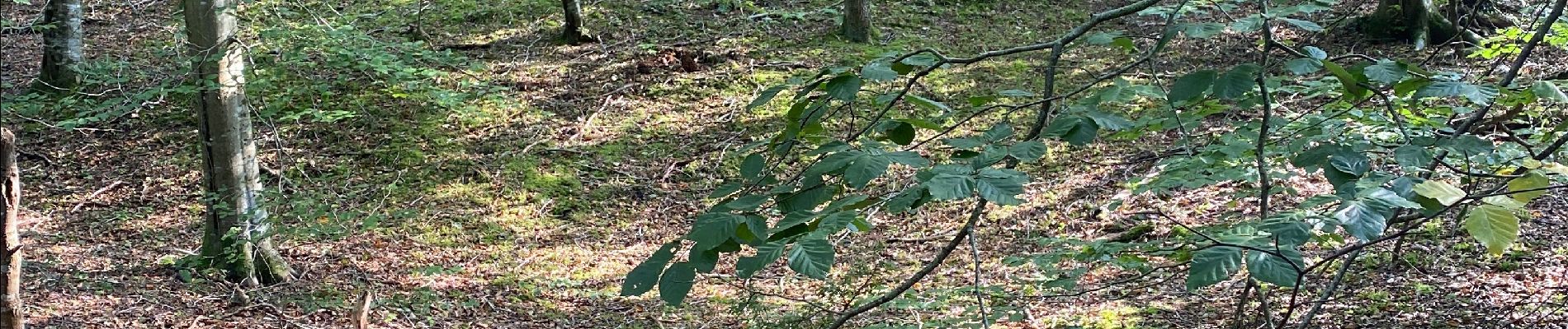 Excursión Marcha nórdica Saint-Étienne-au-Mont - Ecault  - Photo