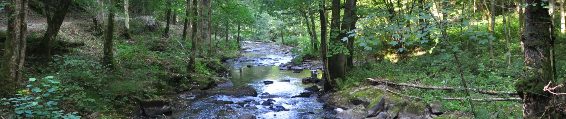 Excursión Senderismo Gedinne - 19.08.2018 - Photo