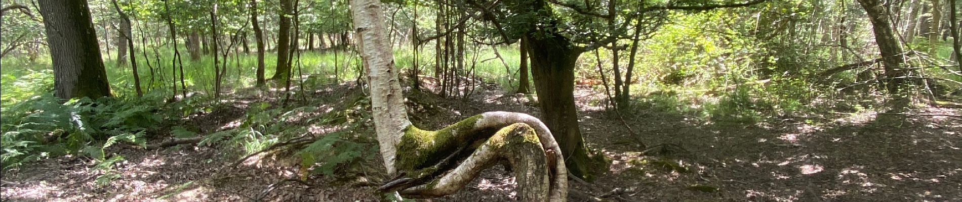 Excursión Senderismo Salins - Le bois du Maulny - Photo