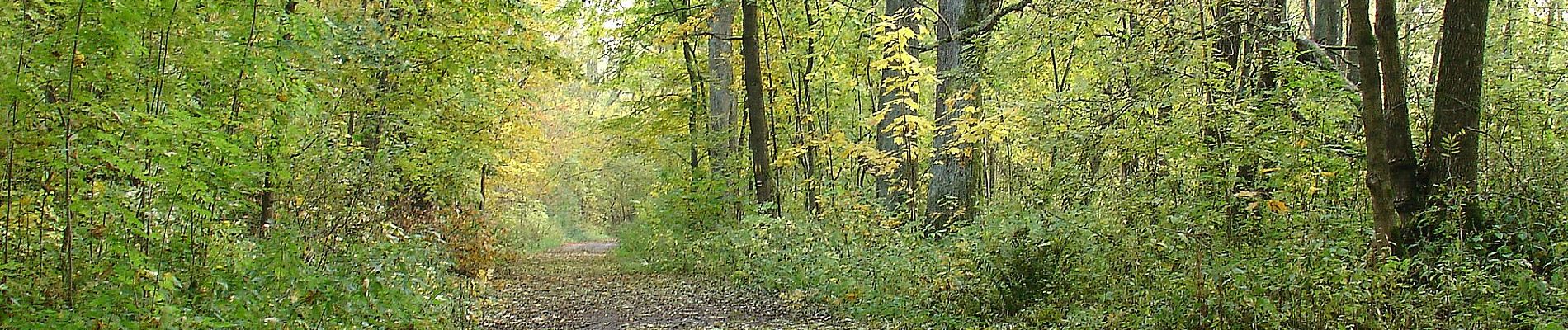 Randonnée A pied Bělá nad Radbuzou - 3 Nepomukweg - Photo