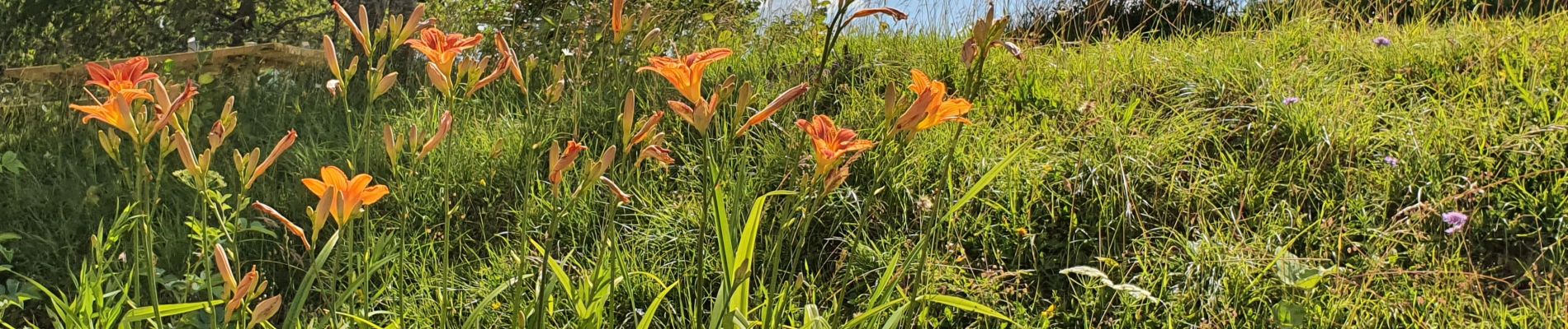 Tour Wandern Les Clefs - le sulens  - Photo