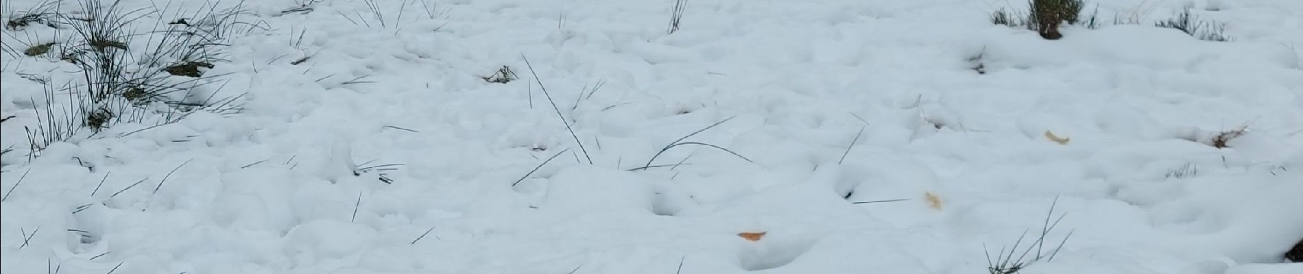 Trail Walking Waimes - botrange piste bleue - Photo