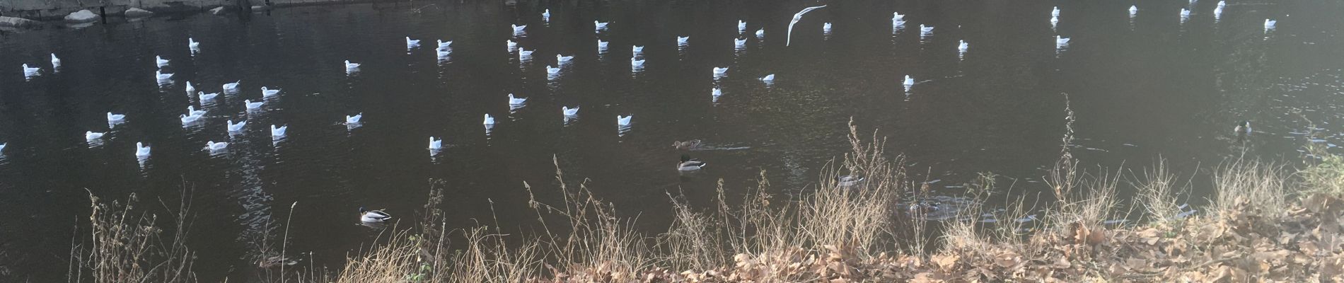 Tour Zu Fuß Chaudfontaine - Embourg - Photo