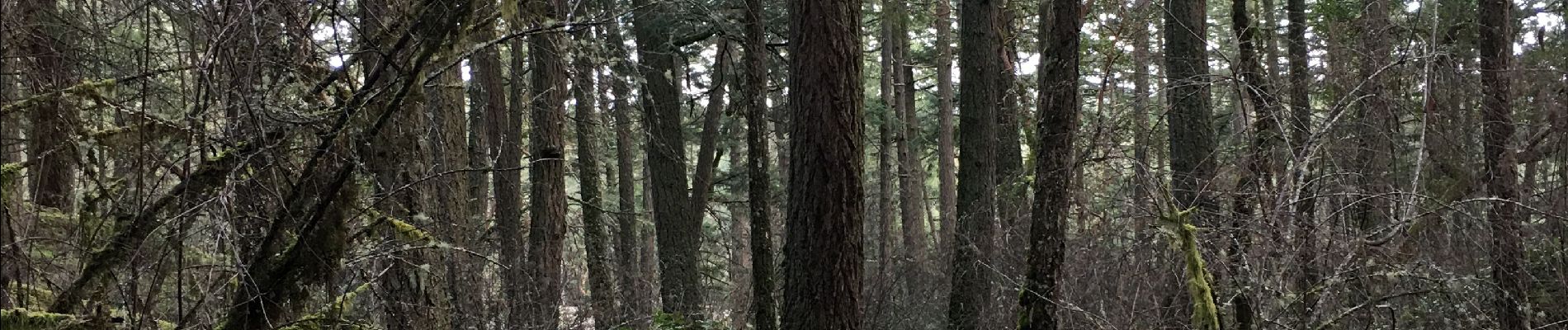 Trail Walking Saanich - Park Patrol 3: Grand Fir and Shooting Star trails.  - Photo