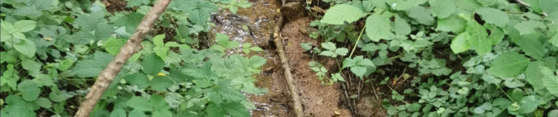 Tour Wandern Igé - Le Mont de Mandé  - Photo