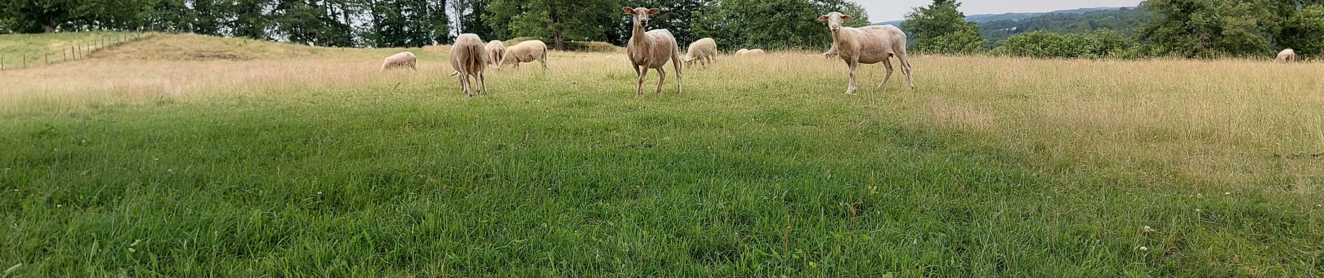 Tocht Stappen Chalvignac - 20210617 Chalvignac - Photo