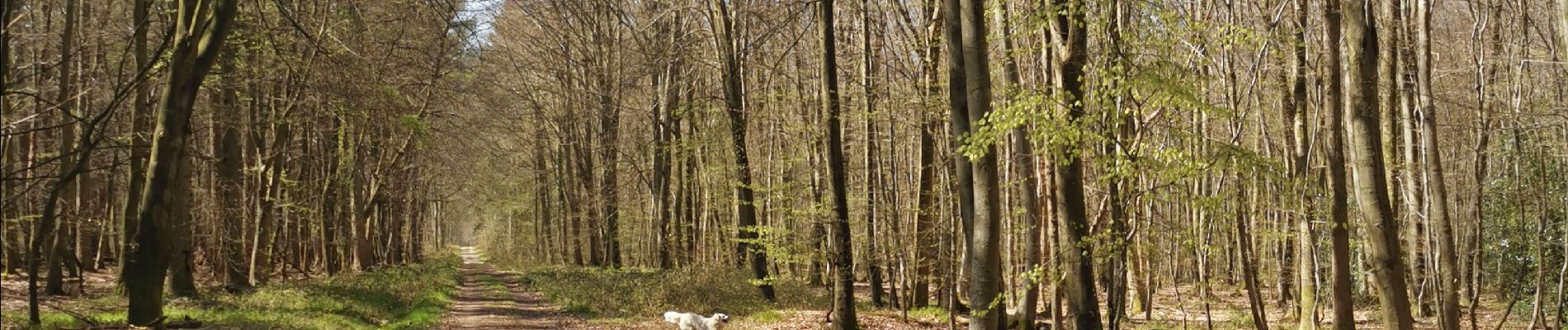 Tour Wandern Saint-Nicolas-d'Aliermont - St Nicolas d'aliermont forêt d'arques - Photo