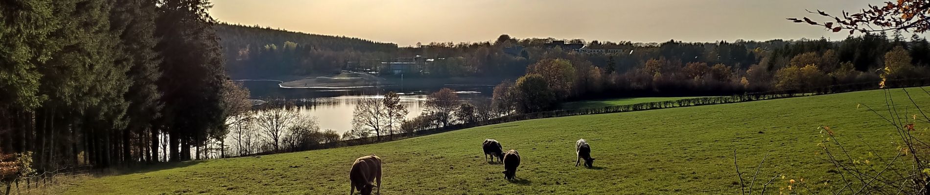 Randonnée Vélo Waimes - Province de Liège tourisme - Le lac de Bütgenbach - Photo