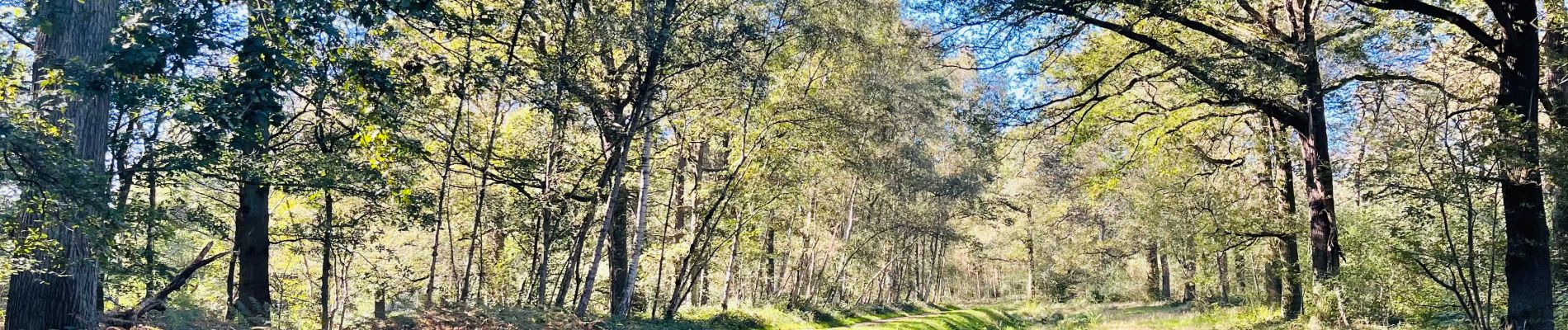 Tocht Stappen Bilzen - munsterbos-startplaats-munsterbilzen-dorp-rood - Photo