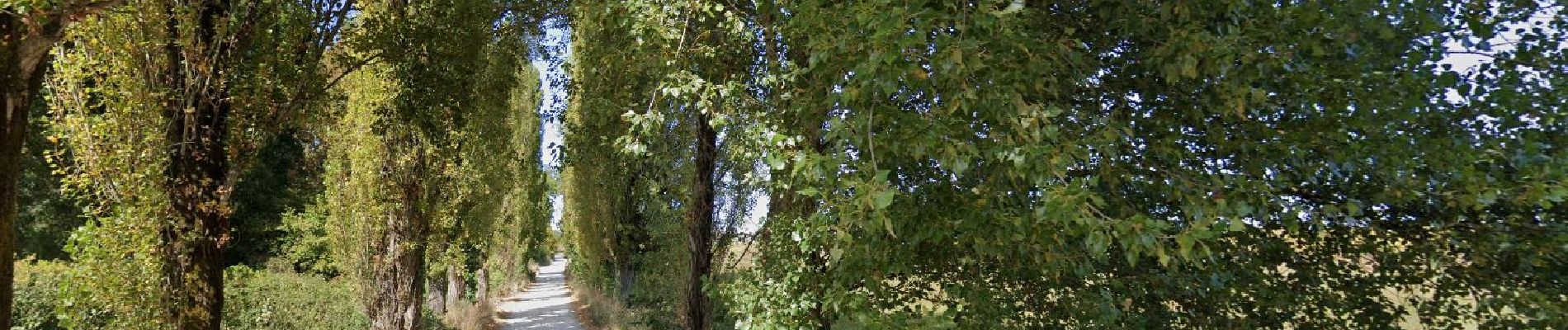 POI Saint-André-de-Cubzac - belle allée bordée d'arbres - Photo