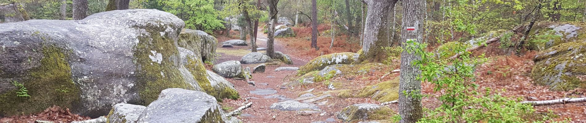 Randonnée Marche Saint-Fargeau-Ponthierry - rando Pringy Bois le Roi - Photo