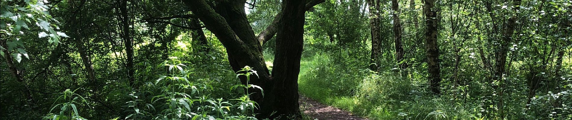 Tocht Stappen Steenbergen - Dintelse Gorzen - Photo