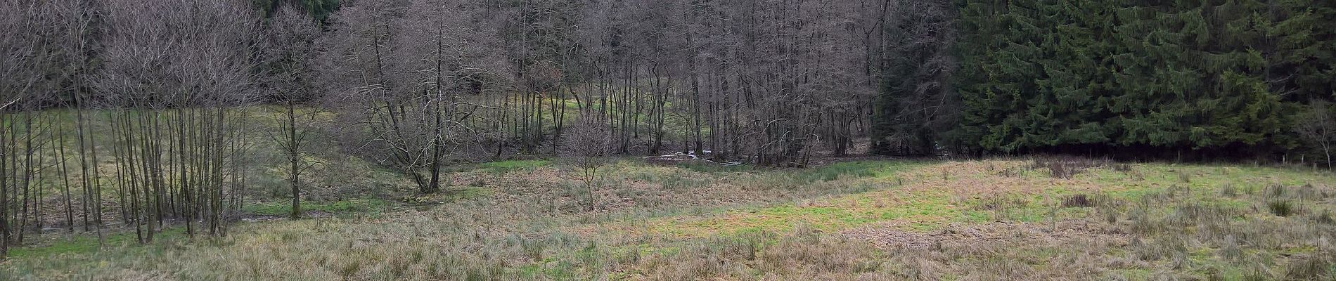 Randonnée A pied Bad König - Rundwanderweg Bad König Momarter Eiche 5: Momarter-Eiche-Weg - Photo